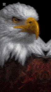 a close up of a bald eagle 's head with a black background