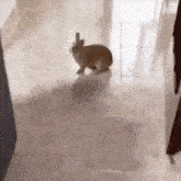 a small brown bunny rabbit is walking on a tiled floor