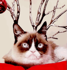 Nfg Mew GIF - Cats Eyes Christmas GIFs