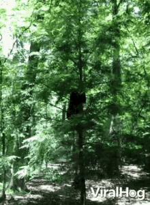 Climbing Tree Viralhog GIF - Climbing Tree Viralhog Bear Climbing Tree GIFs