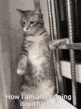a cat is standing on its hind legs in front of a window with the caption how i am after doing it with a guy .