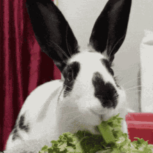 Bunny Thumper GIF - Bunny Thumper Twitter GIFs