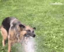 Sprinkler The Pet Collective GIF