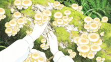a person is touching a bunch of mushrooms on a tree