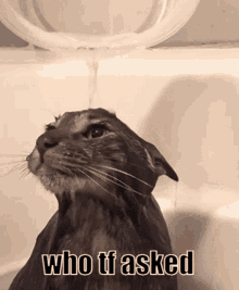 Who Asked Who Tf Asked GIF - Who Asked Who Tf Asked Cute Cat GIFs