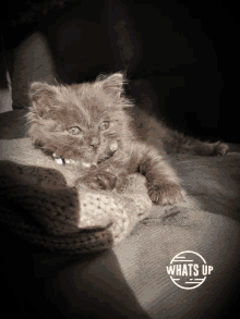 Relax Whats Up GIF - Relax Whats Up Cats GIFs