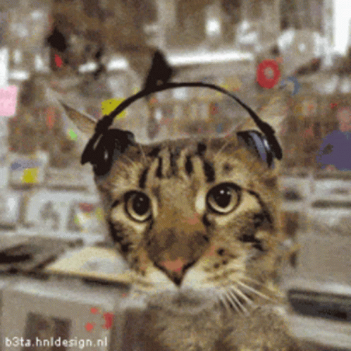 cat-listening-to-music.gif