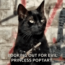 looking out for evil princess poptart cat annoyed borede bored