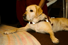 Icon The Most Handsome Ring Bearer I Could Not Imagine Our Wedding Without Icon GIF - Icon The Most Handsome Ring Bearer I Could Not Imagine Our Wedding Without Icon GIFs