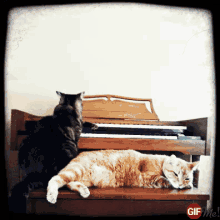 two cats laying on top of a piano with a gif me watermark