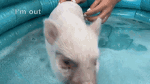 Minipig Piglet GIF - Minipig Pig Piglet GIFs