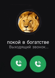 a phone screen with a picture of a lion and the words " покой в богатстве " on it