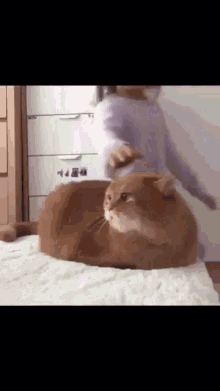 a cat is laying on a bed while a woman brushes it