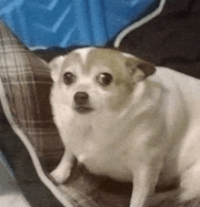 a small white dog is sitting on a bed with a blue blanket .