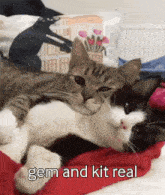 two cats are laying next to each other on a bed with the words gem and kit real written on the bottom .