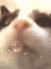 Thatspecialfuckingcat Cat GIF - Thatspecialfuckingcat Cat Juñor GIFs
