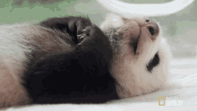Sleeping Pampered Pandas GIF