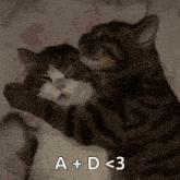 a couple of cats hugging each other with the words a + d < 3 above them