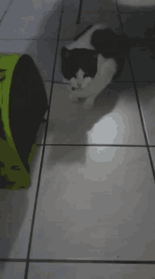 Escapervilmaaa Vilmaaagoaway GIF - Escapervilmaaa Vilmaaagoaway Cat GIFs