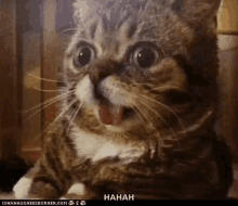 shocked surprised cat kitten kitty