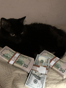 a black cat is laying on top of a pile of money