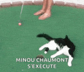 Golf Cat GIF - Golf Cat Cat Interference GIFs