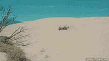 la cobra caida desert roll