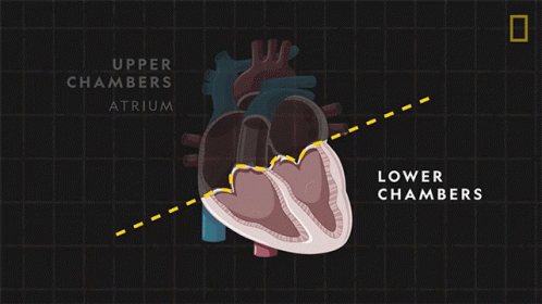 Ventricles National Geographic GIF - Ventricles National Geographic Lower Chambers GIFs