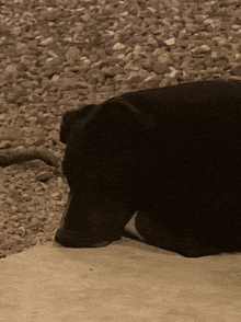 Depressed Dog Sad Dog GIF - Depressed Dog Sad Dog GIFs