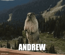 Andrew GIF - Andrew GIFs