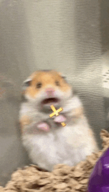 Hamster Cross GIF - Hamster Cross Scared GIFs