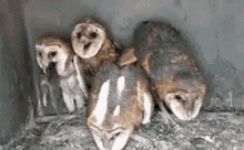 Owls Eating GIF