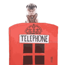 telephone booth pug dog dog with glasses i got to go