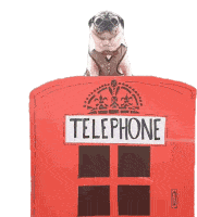 Telephone Booth Pug Sticker - Telephone Booth Pug Dog Stickers
