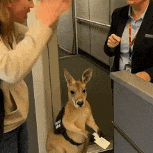 a kangaroo wearing a badge that says councels usa