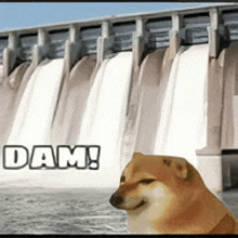 Dam Dog GIF - Dam Dog Meme GIFs