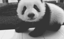 Panda Cuteanimal GIF
