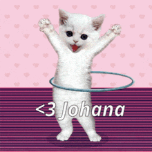 a white kitten is playing with a hula hoop and the name johana is on the bottom