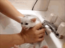 Kitty Does Not Like Bath Time. GIF - Bathtime Kittencry Meow GIFs