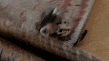 a blurred image of a cat laying on a carpet