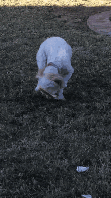 a small white dog is eating from a bowl on the grass