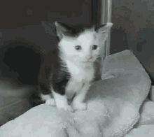 Kitten Cat GIF - Kitten Cat Cute Cat GIFs