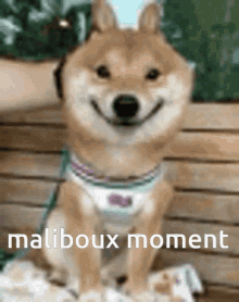 Maliboux Moment GIF - Maliboux Moment Vrhl GIFs