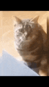 a close up of a cat 's face with a blurred background
