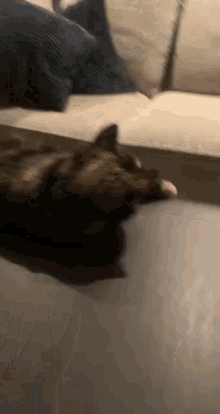 Sander Cat GIF - Sander Cat GIFs