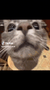 Cat Funny GIF - Cat Funny Dontban GIFs