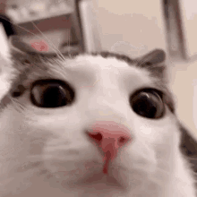 Cat Blinking Cat GIF - Cat Blinking Cat Cute GIFs