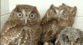 Owls Big Eyes GIF