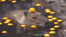 Capybara Orange GIF - Capybara Orange Spring GIFs