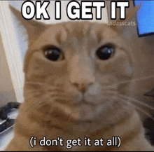 a cat with the words ok i get it i don 't get it at all